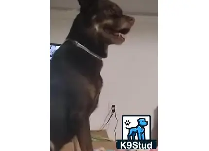 a australian kelpie dog looking at a picture