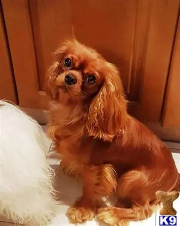 Cavalier King Charles Spaniel