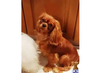 Cavalier King Charles Spaniel