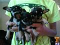 chihuahua puppy posted by ladykay
