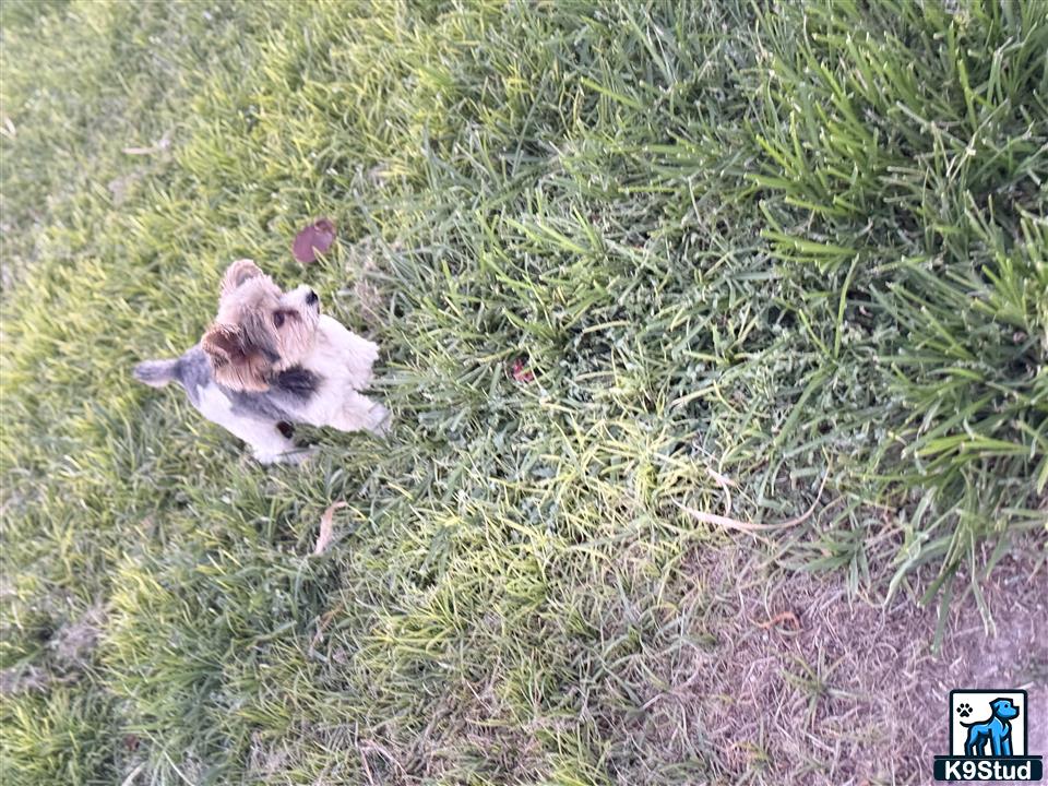 a rodent in the grass