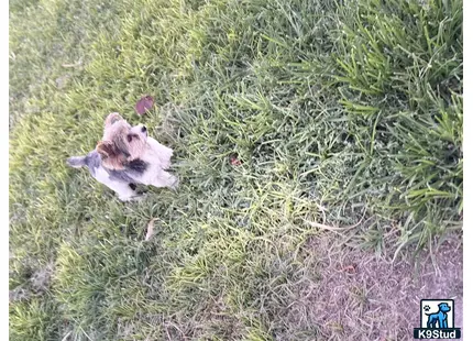 a rodent in the grass