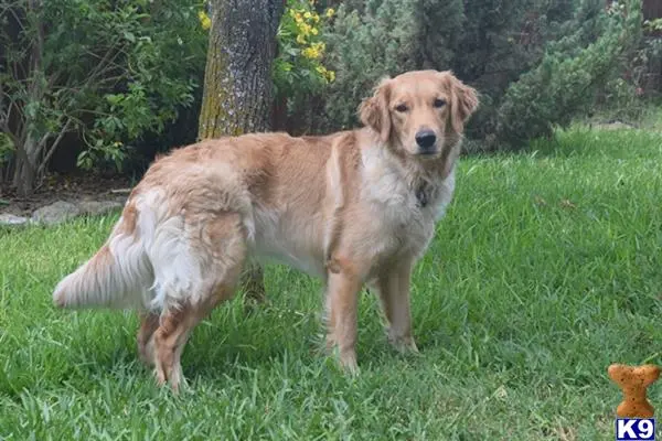 Golden Retriever female dog