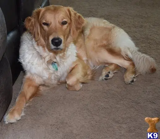 Golden Retriever female dog