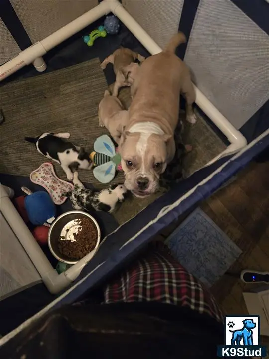 American Bully puppy for sale: a american bully dog lying on a bed with a group of american bully puppies