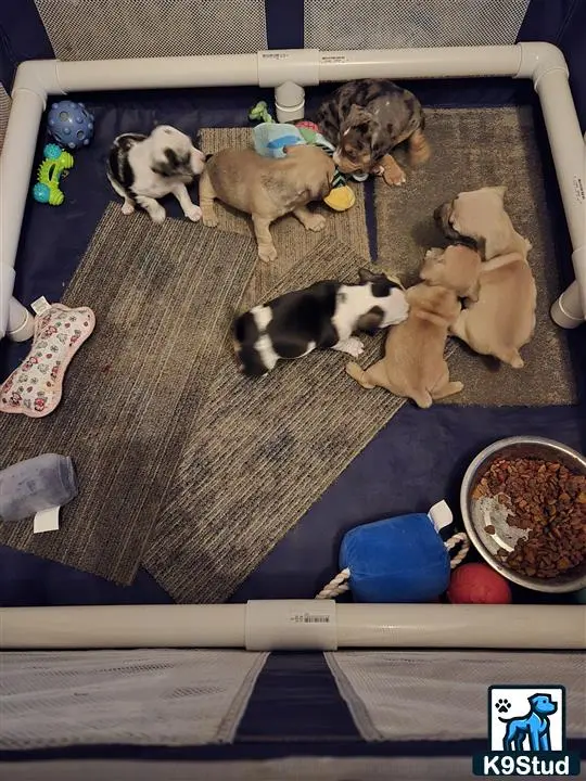 American Bully puppy for sale: a group of american bully puppies eating from a bowl on a blanket