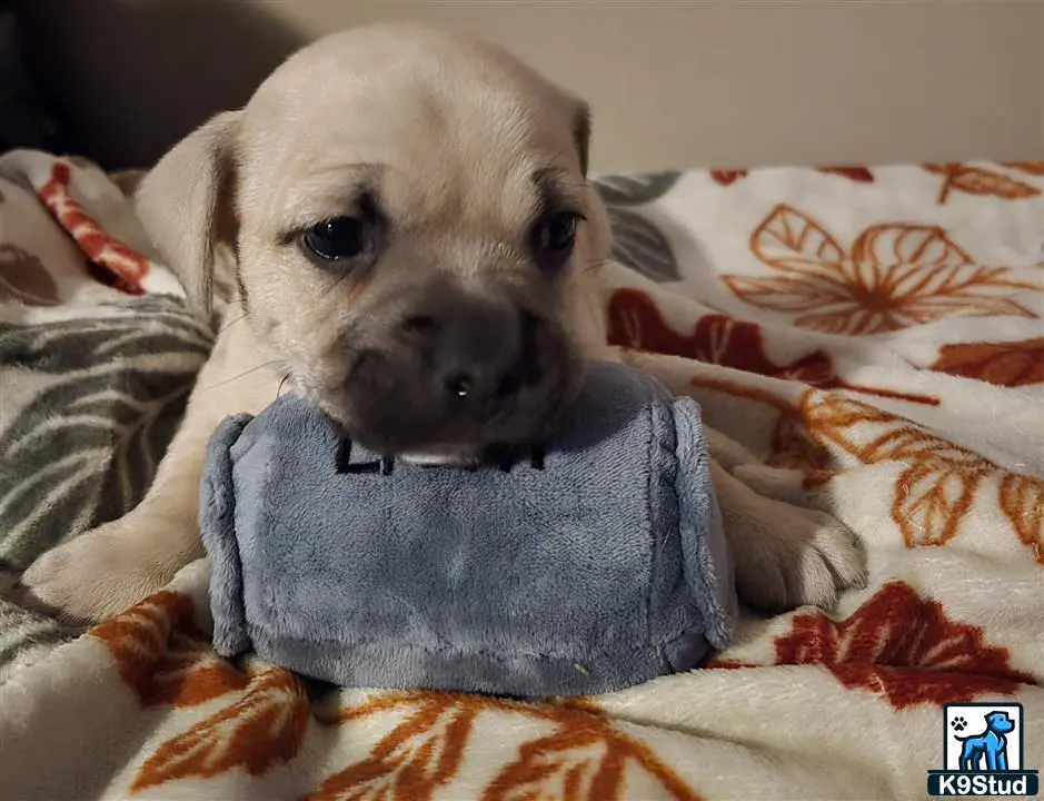American Bully puppy for sale: a american bully dog wearing a shirt