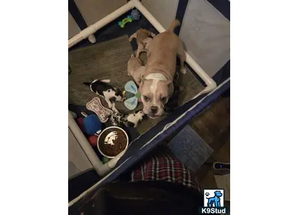 American Bully puppy for sale: a american bully dog lying on a bed with a group of american bully puppies