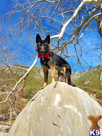 a german shepherd dog standing on a rock
