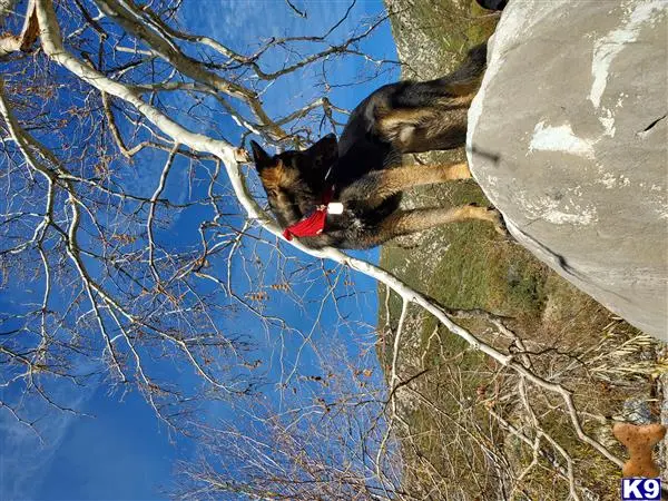 German Shepherd stud dog