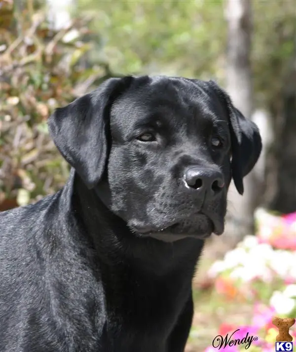 Labrador Retriever stud dog