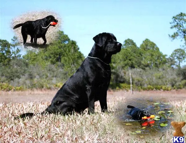 Labrador Retriever stud dog