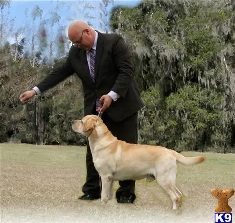 Labrador Retriever stud dog