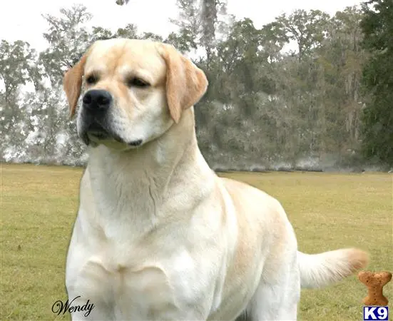 Labrador Retriever stud dog