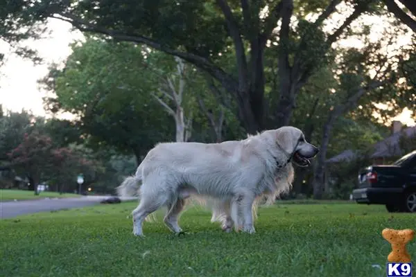 Golden Retriever stud dog