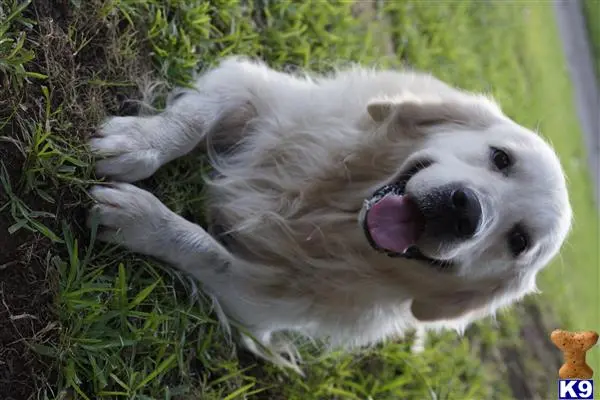 Golden Retriever stud dog