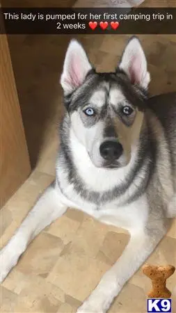 Siberian Husky female dog