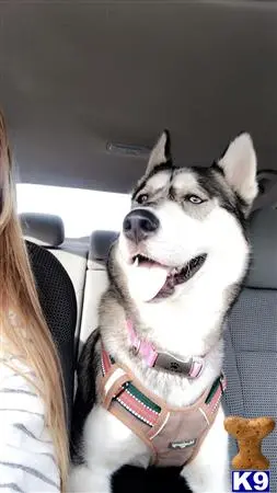 Siberian Husky female dog