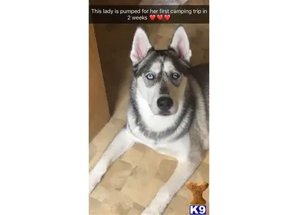 Siberian Husky