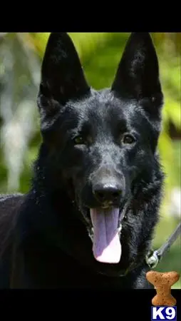 German Shepherd stud dog