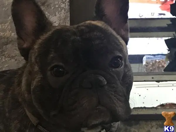 French Bulldog stud dog