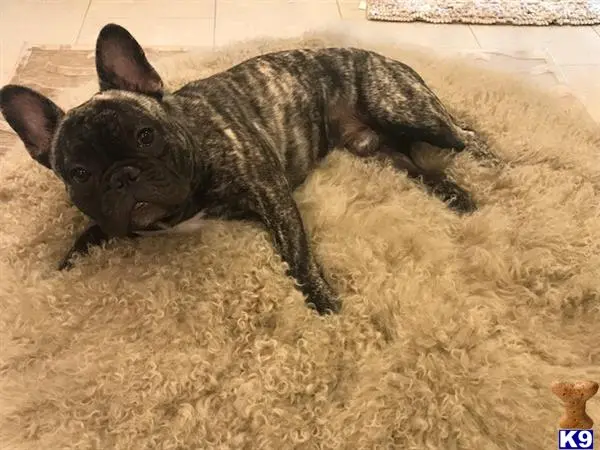 French Bulldog stud dog