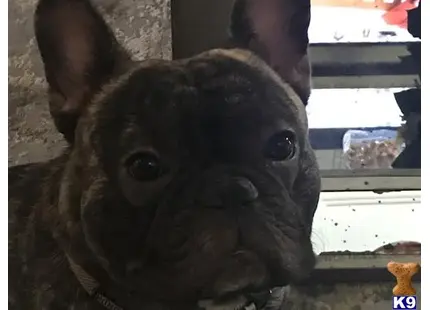 French Bulldog