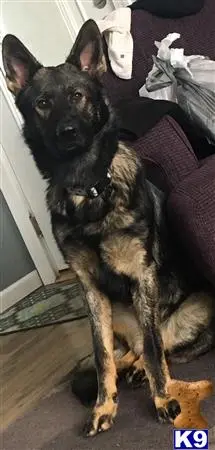 German Shepherd stud dog: a german shepherd dog sitting on the floor