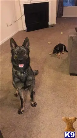 German Shepherd stud dog: a german shepherd dog sitting on the floor
