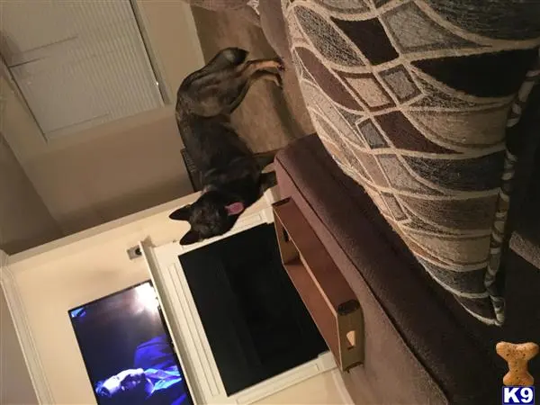 German Shepherd stud dog: a german shepherd dog standing on a cabinet