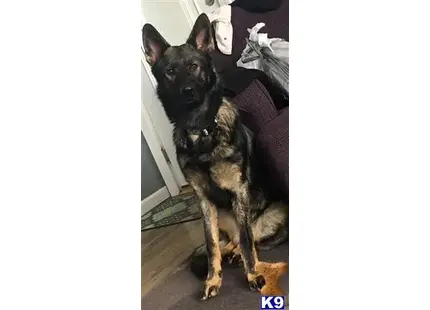 German Shepherd stud dog: a german shepherd dog sitting on the floor
