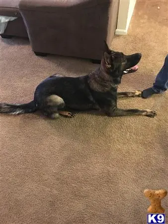 German Shepherd stud dog