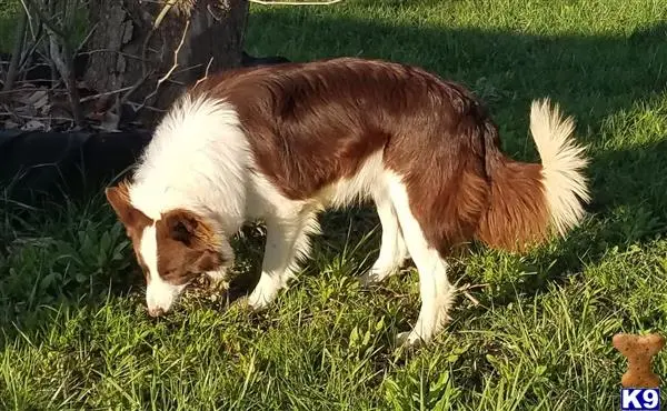 Border Collie stud dog