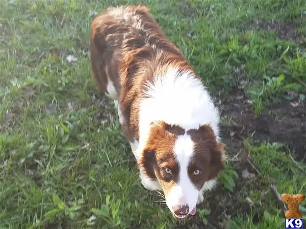 Border Collie stud dog