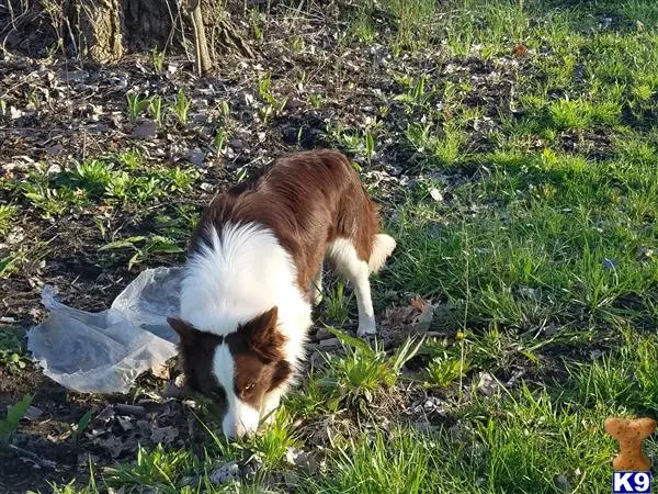 Border Collie stud dog