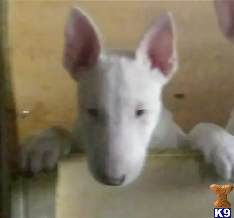 Bull Terrier puppy for sale