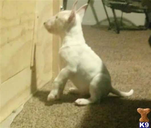 Bull Terrier puppy for sale