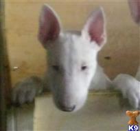 bull terrier puppy posted by lakermit