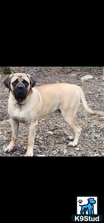 Mastiff stud dog: a mastiff dog standing on a rocky surface