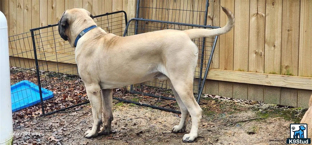 Mastiff stud dog: a mastiff dog standing in a fenced in area