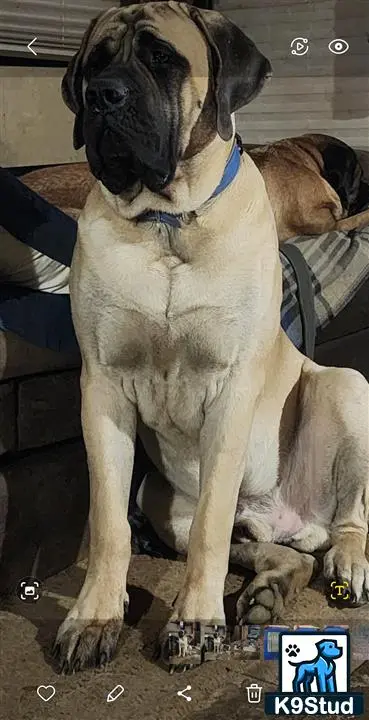Mastiff stud dog: a mastiff dog sitting on the floor