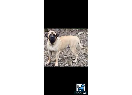 Mastiff stud dog: a mastiff dog standing on a rocky surface