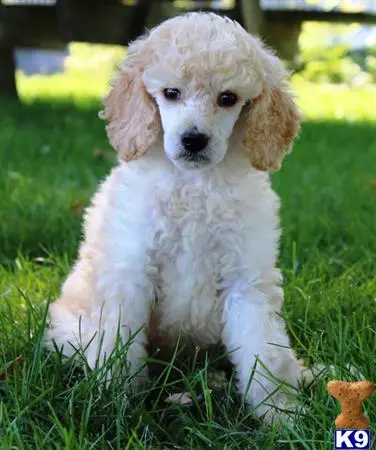 Poodle puppy for sale