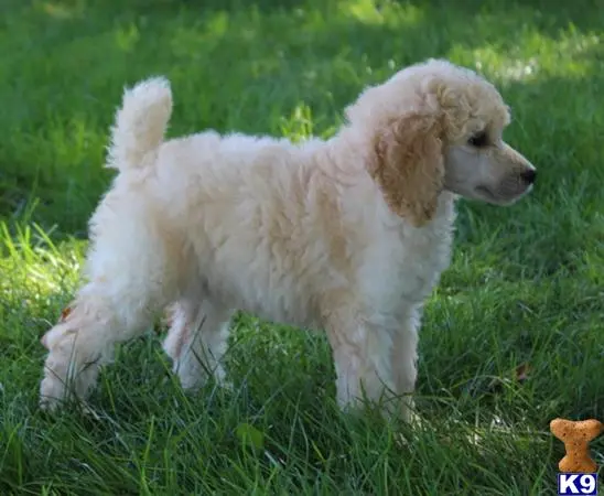 Poodle puppy for sale