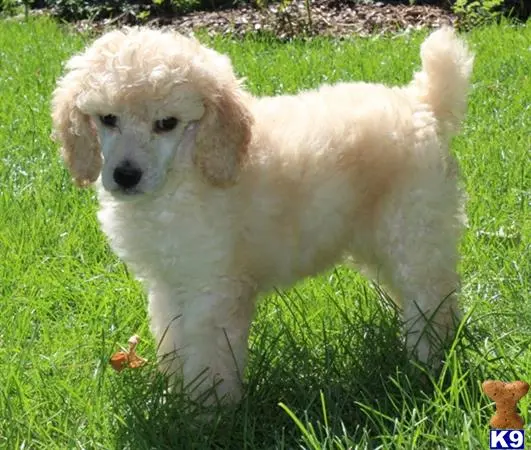 Poodle puppy for sale