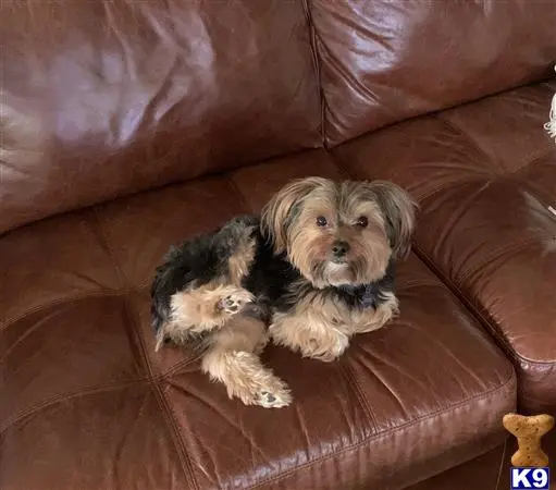 Yorkshire Terrier stud dog