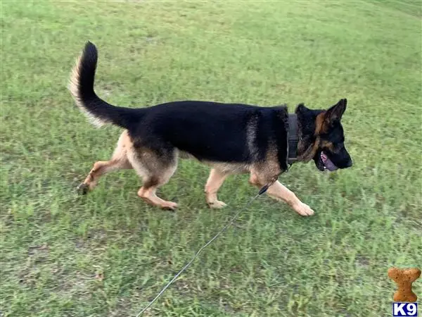 German Shepherd stud dog