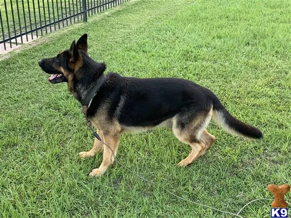 German Shepherd stud dog