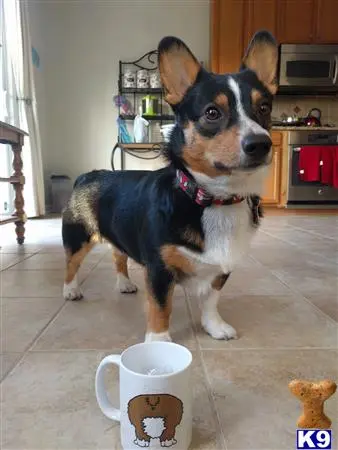 Pembroke Welsh Corgi stud dog