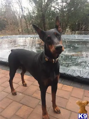 Doberman Pinscher